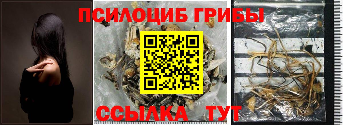 Галлюциногенные грибы Psilocybine cubensis Коломна